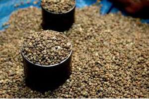 Harga Kopi Robusta Naik 0,1%